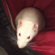 Derek in the hood, Dec 2019