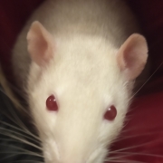 Derek in the hood, Dec 2019