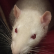 Derek in the hood, Dec 2019