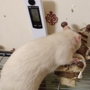 Ronnie investigating the ornament, Dec 2019