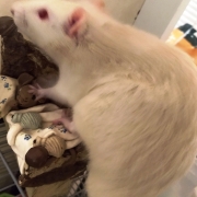 Ronnie investigating the ornament, Dec 2019