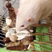 Ronnie investigating the ornament, Dec 2019
