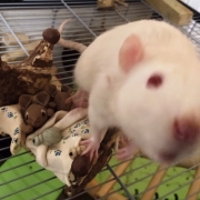 Ronnie investigating the ornament, Dec 2019