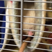 Both rats in the tube, Dec 2019
