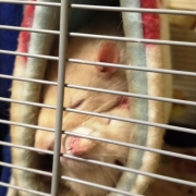 Both rats in the tube, Dec 2019