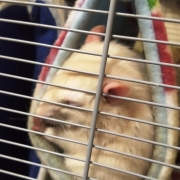Both rats in the tube, Dec 2019