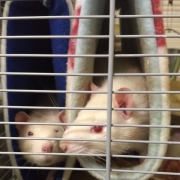 Ronnie and Derek now in separate tubes, Jan 2020