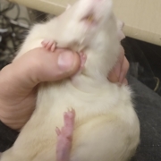 Derek enjoying a scratch, Feb 2020