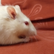 Ronnie enjoying his finds, Feb 2020