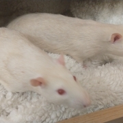 Ronnie and Derek in the drawer, Mar 2020