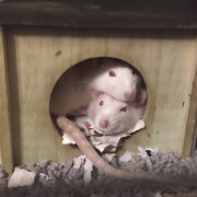 Ronnie and Derek curled up in their house, Apr 2020