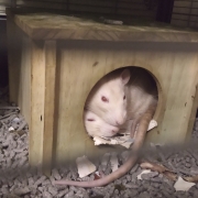 Ronnie and Derek curled up in their house, Apr 2020