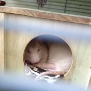 Ronnie and Derek curled up in their house, Apr 2020