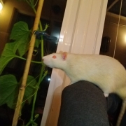 Ronnie checking on the growing cucumbers, Apr 2020