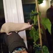 Ronnie checking on the growing cucumbers, Apr 2020