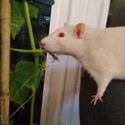 Ronnie checking on the growing cucumbers, Apr 2020