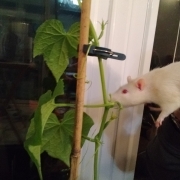 Ronnie checking on the growing cucumbers, Apr 2020