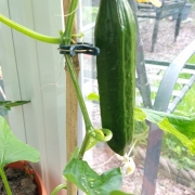 A growing cucumber, May 2020