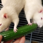 The ripe cucumber, May 2020