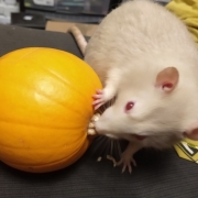 Derek and the pumpkin, Oct 2020