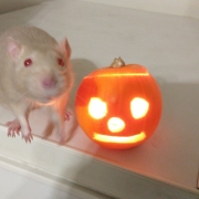 Derek and the pumpkin, Oct 2020