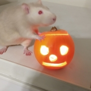 Derek and the pumpkin, Oct 2020