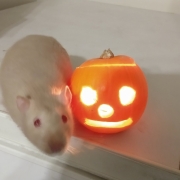 Derek and the pumpkin, Oct 2020