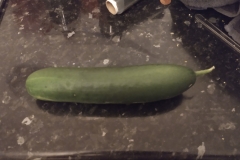 The cucumber