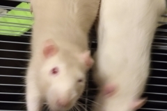 Enjoying the cucumber