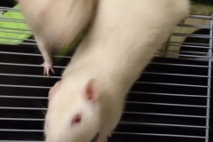 Enjoying the cucumber