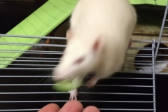 Enjoying the cucumber