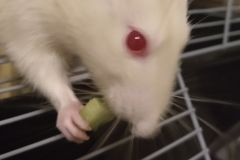 Enjoying the cucumber