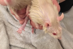 Soaking wet after being washed