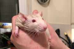 Soaking wet after being washed