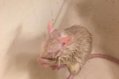 Grooming while wet after being washed