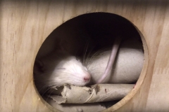 Sleepy rat with his toilet roll tubes