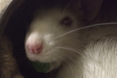 Derek holding a pea (2)