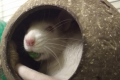 Derek holding a pea (3)