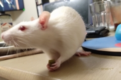 Ronnie eating a green bean (1)