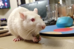 Ronnie eating a green bean (2)