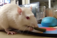 Ronnie eating a green bean (3)