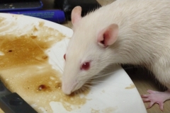 Ronnie licking gravy