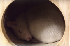 Derek asleep in their house