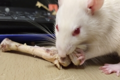 Ronnie polishing off some chicken on a bone