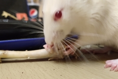 Ronnie polishing off some chicken on a bone