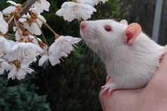 Derek sniffing tree blossom for the first time (1)