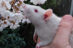 Derek sniffing tree blossom for the first time (2)