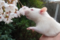 Ronnie sniffing tree blossom for the first time (2)
