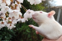 Ronnie sniffing tree blossom for the first time (1)