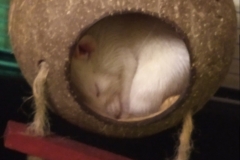 Derek sleeping in the shell